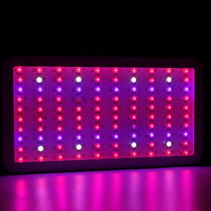 導かれる300wはライトを育てます